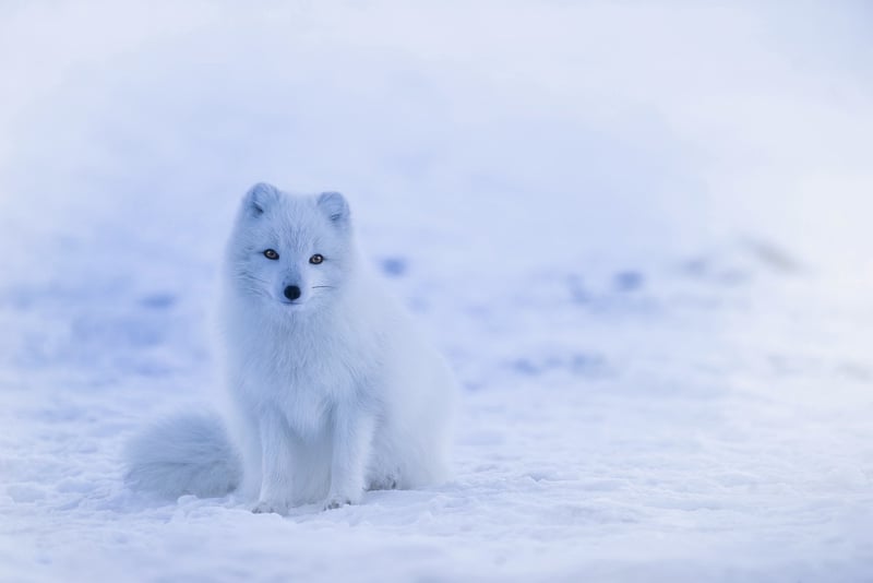 Arctic I Do's
